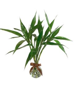 LUCKY BAMBOO – BAMBU DA SORTE NILO