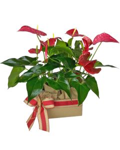 ***DUO ANTÚRIO VERMELHO LOUISVILLE