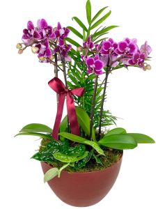 DUO MINI ORQUÍDEAS PINK MARTINA II