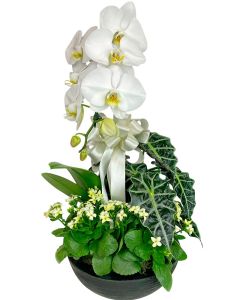 ORQUÍDEA PHALAENOPSIS CASCATA BRANCA LÚCIA II