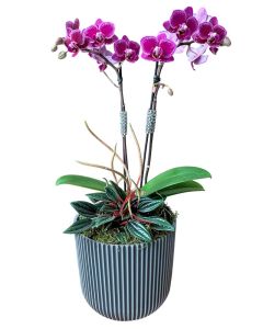 MINI ORQUÍDEA PINK DORIAN II