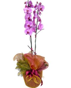 ORQUÍDEA PHALAENOPSIS MAJORIS ROSA/LILÁS MANUELA