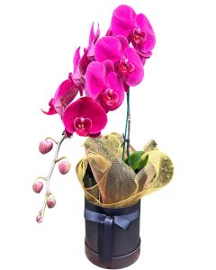 ORQUÍDEA CASCATA PINK SALVATORE