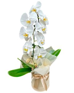 ORQUÍDEA CASCATA BRANCA PASCAL