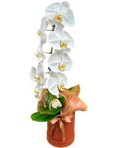 ORQUÍDEA CASCATA BRANCA FAUSTINO