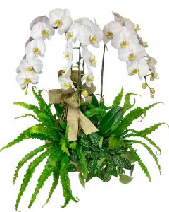 TRIO ORQUÍDEAS PHALAENOPSIS BRANCAS DIANA