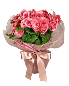 BEGÔNIA BICOLOR YASMIN